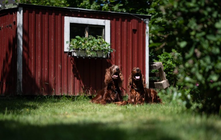 irish red setters, nature, dogs, pets, setters, animals, domestic, canine, mammal, grass, yard, closeup