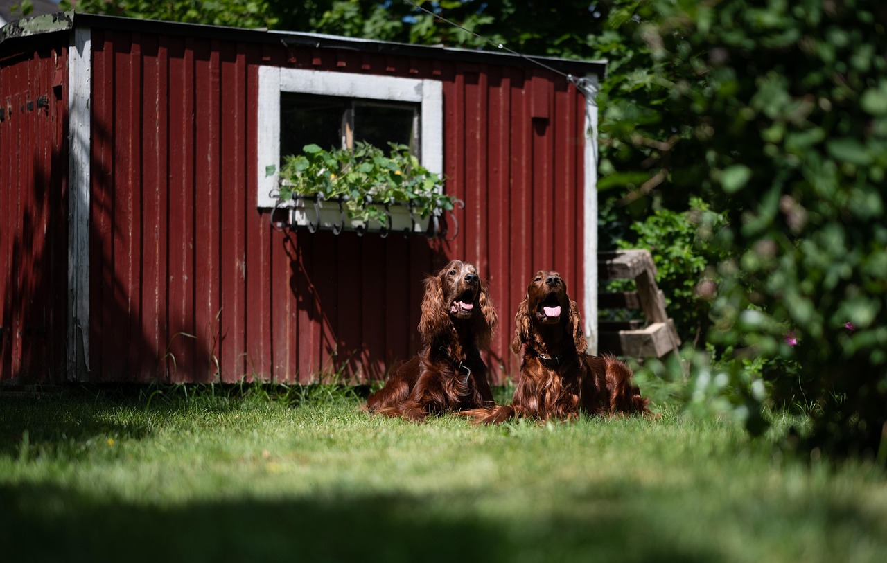irish red setters, nature, dogs, pets, setters, animals, domestic, canine, mammal, grass, yard, closeup