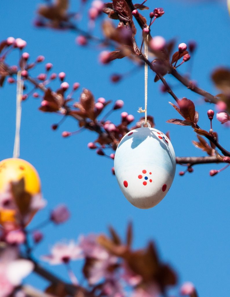 easter, easter egg, branch, blue, pink, cherry, colored, egg, colorful, eastercollection, blue egg, blue eggs, blue color, easter, easter, easter, easter, easter
