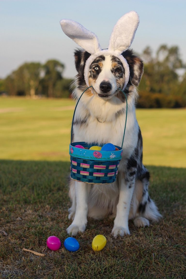 australian shepherd, aussie, shepherd, blue merle, blue eye, easter, happy easter, easter egg hunt, eggs, rabbit, easter bunny, pet, canine, cute, nature, dog, animal