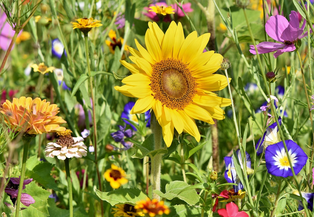 sunflower, flowers, flower bed, flower meadow, flower wallpaper, flower background, petals, bloom, bright, wild flowers, wildflowers, garden flowers, beautiful flowers, colorful, plant, meadow, nature, flora, garden