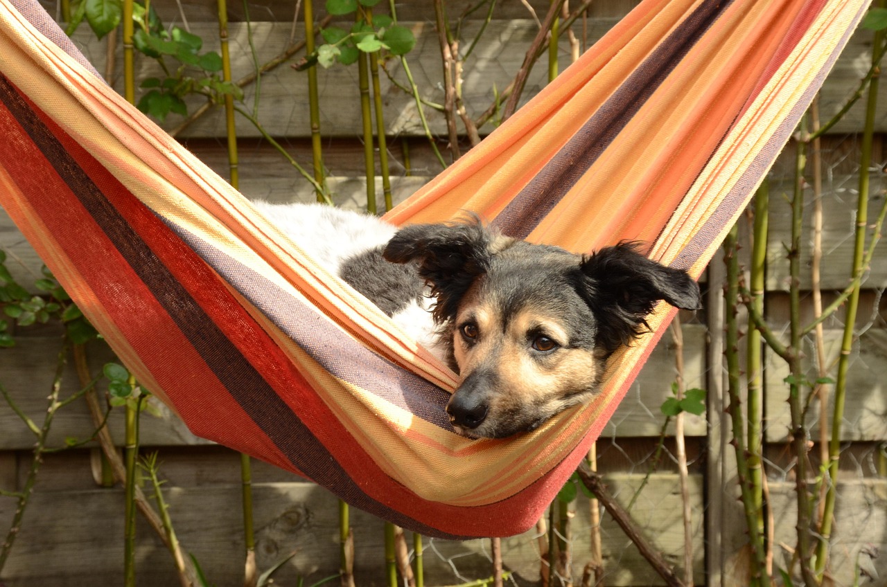 dog, animal, staby, frisian, pet, hammock